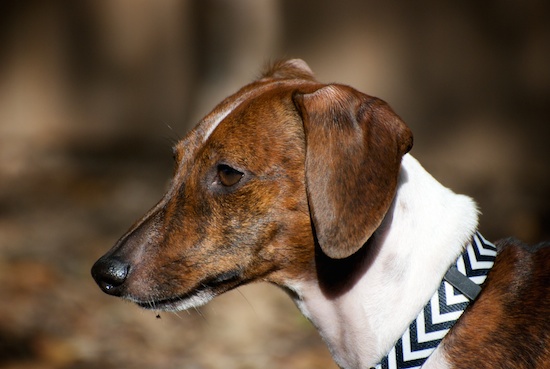 Tiger Looking at Something